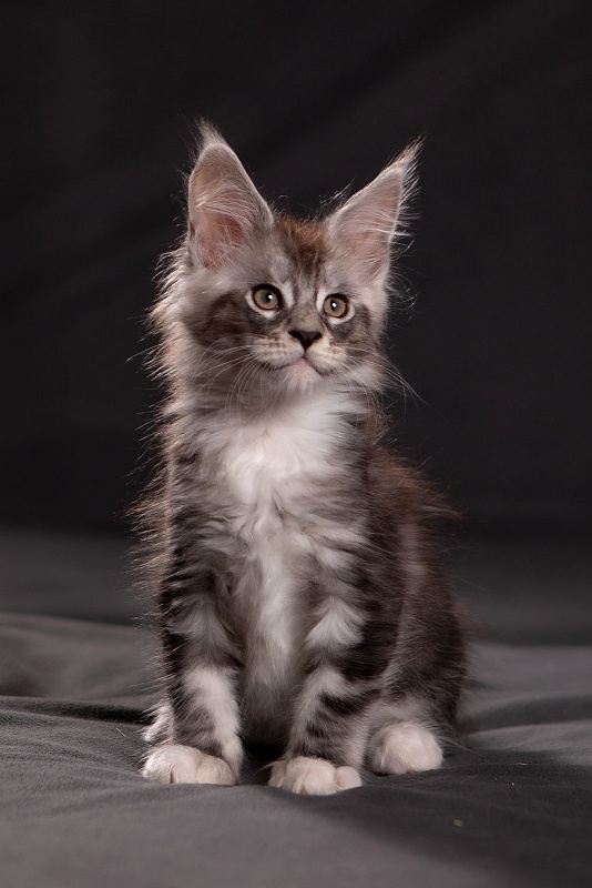 Qatar Monterini - Кошеня мейн-кун 1 місяць 3,5 тижні