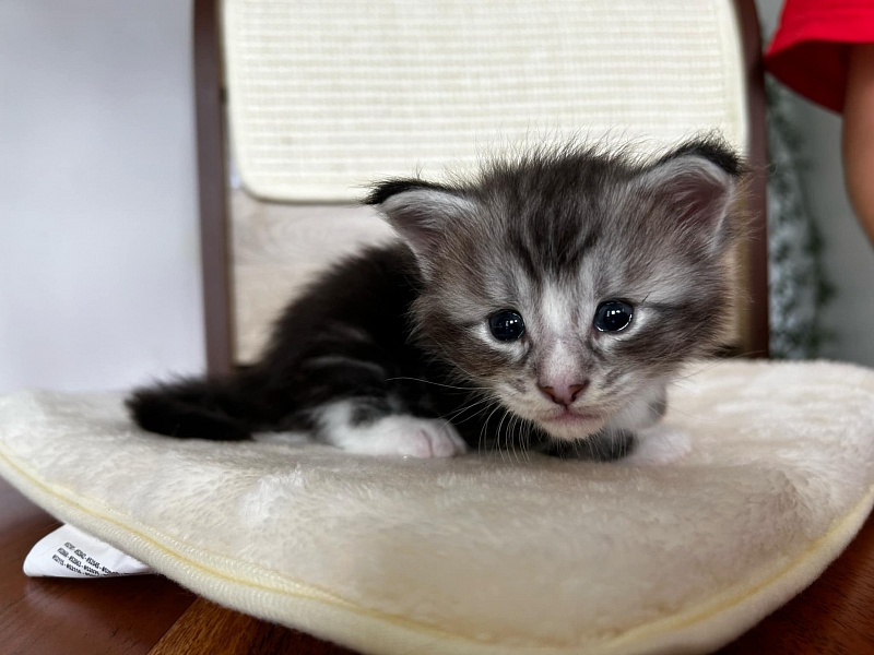 Q-tip Monterini - Кошеня мейн-кун 3,5 тижні