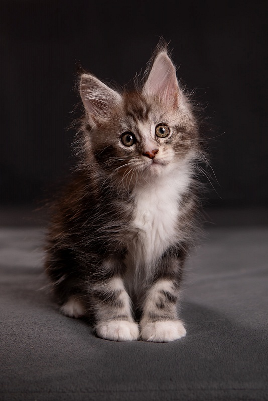 Q-tip Monterini - Кошеня мейн-кун 1 місяць 3,5 тижні