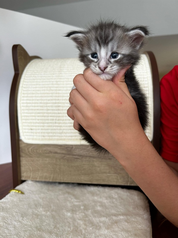 Q-tip Monterini - Кошеня мейн-кун 3,5 тижні