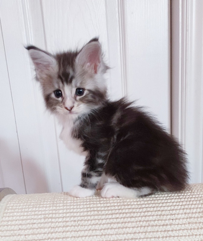 Q-tip Monterini - Кошеня мейн-кун 1 місяць 0,5 тижнів