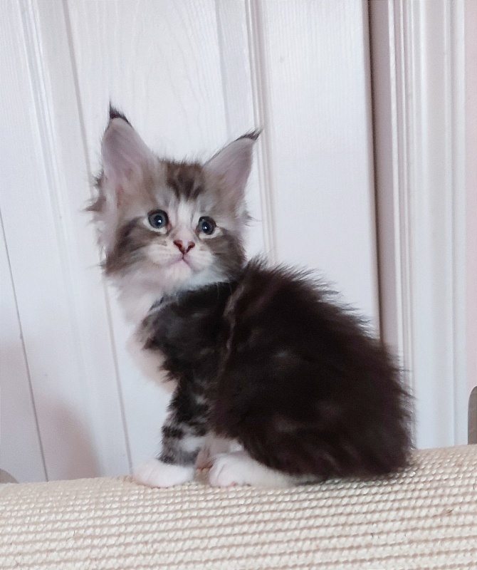 Q-tip Monterini - Кошеня мейн-кун 1 місяць 0,5 тижнів