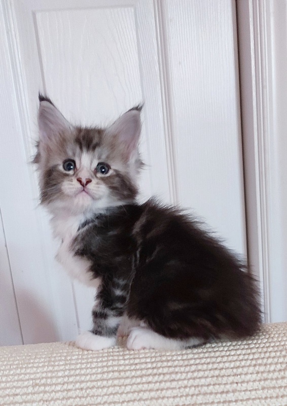 Q-tip Monterini - Кошеня мейн-кун 1 місяць 0,5 тижнів