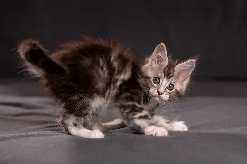 Q-tip Monterini - Кошеня мейн-кун 1 місяць 3,5 тижні