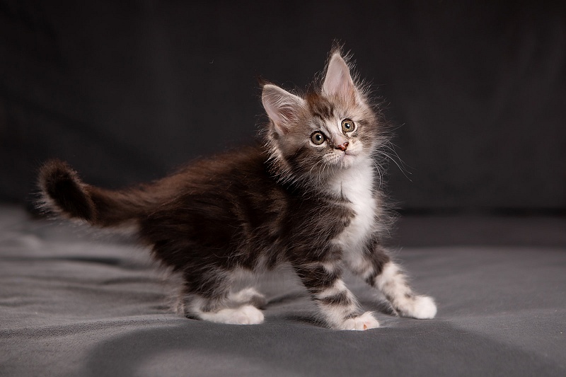 Q-tip Monterini - Кошеня мейн-кун 1 місяць 3,5 тижні