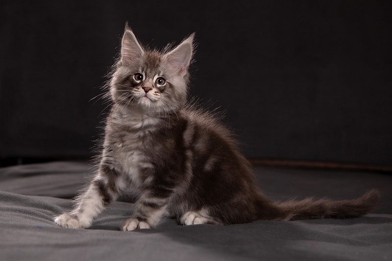 Quinsy Monterini - Kitten maine-coon 1 month 3.5 weeks