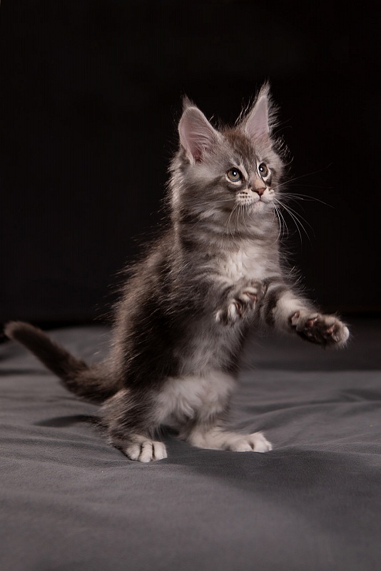 Quinsy Monterini - Kitten maine-coon 1 month 3.5 weeks