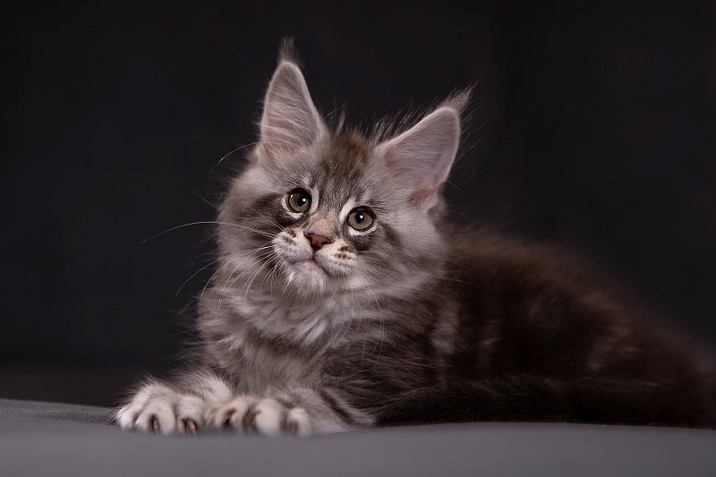 Quinsy Monterini - Kitten maine-coon 1 month 3.5 weeks