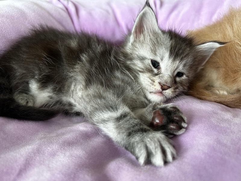 Quinsy Monterini - Kitten maine-coon 3.5 weeks