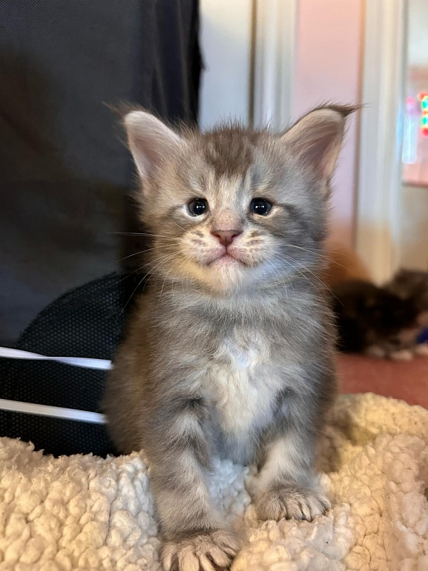 Quinsy Monterini - Kitten maine-coon 4 weeks