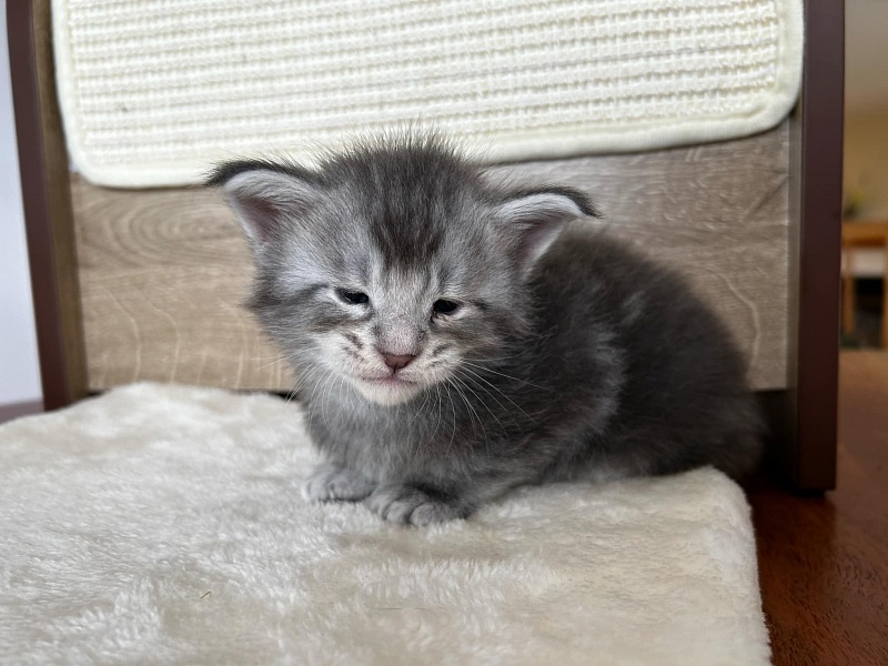 Quartz Monterini - Kitten maine-coon 3.5 weeks