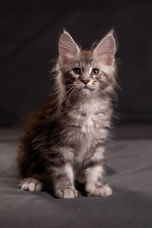 Quartz Monterini - Kitten maine-coon 1 month 3.5 weeks