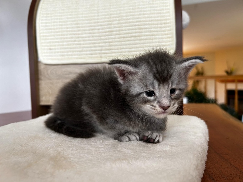 Quartz Monterini - Kitten maine-coon 3.5 weeks