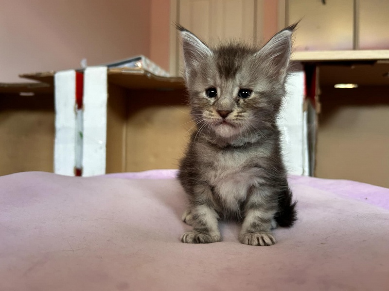 Quartz Monterini - Kitten maine-coon 4 weeks