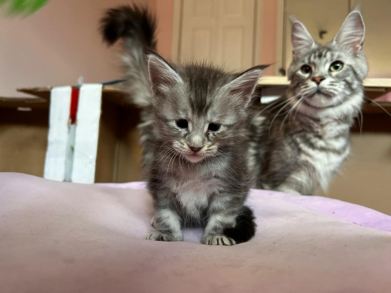 Quartz Monterini - Kitten maine-coon 4 weeks