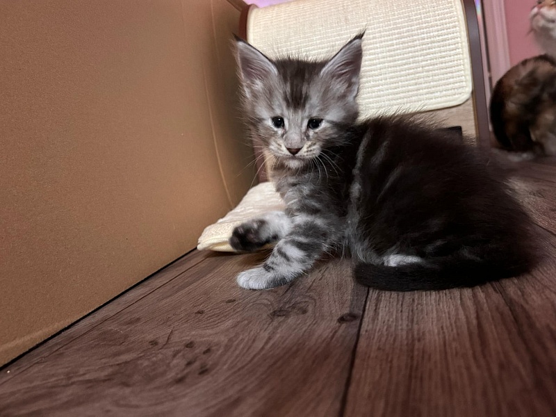 Quartz Monterini - Kitten maine-coon 4 weeks