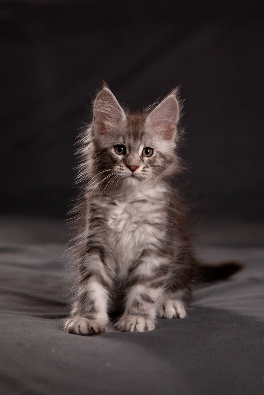 Quartz Monterini - Kitten maine-coon 1 month 3.5 weeks