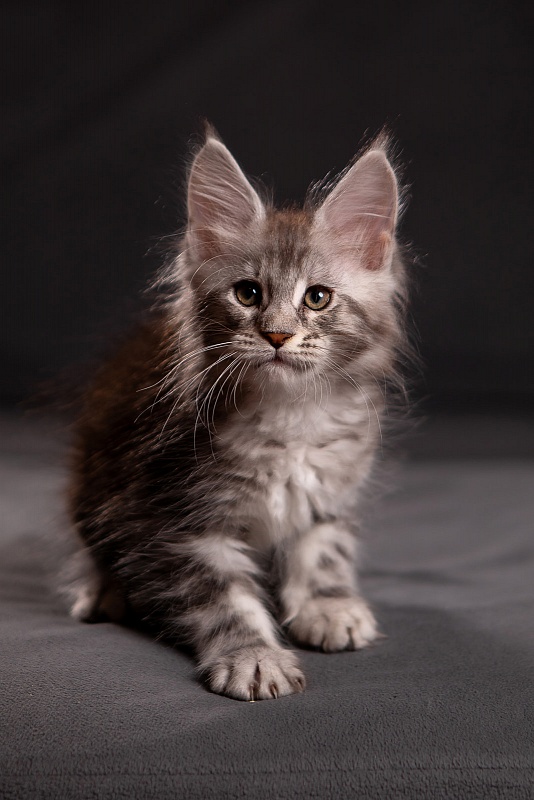Quartz Monterini - Kitten maine-coon 1 month 3.5 weeks