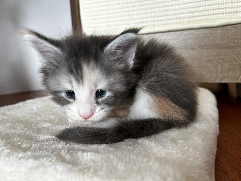 Quinn Monterini - Kitten maine-coon 3.5 weeks