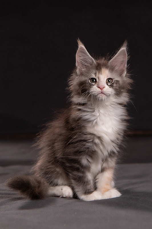 Quinn Monterini - Kitten maine-coon 1 month 3.5 weeks