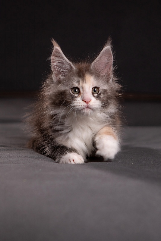 Quinn Monterini - Kitten maine-coon 1 month 3.5 weeks