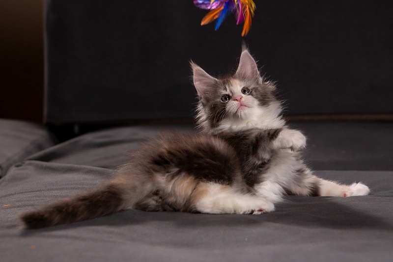 Quinn Monterini - Kitten maine-coon 1 month 3.5 weeks