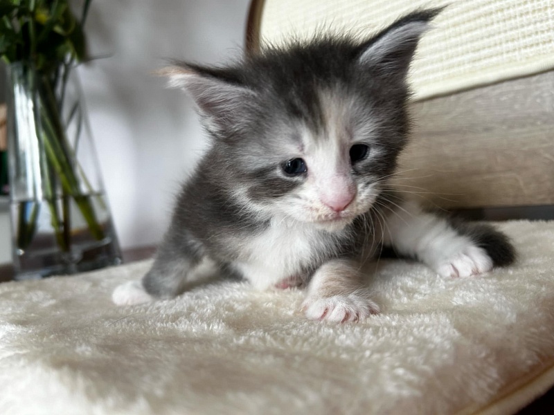 Quinn Monterini - Kitten maine-coon 3.5 weeks