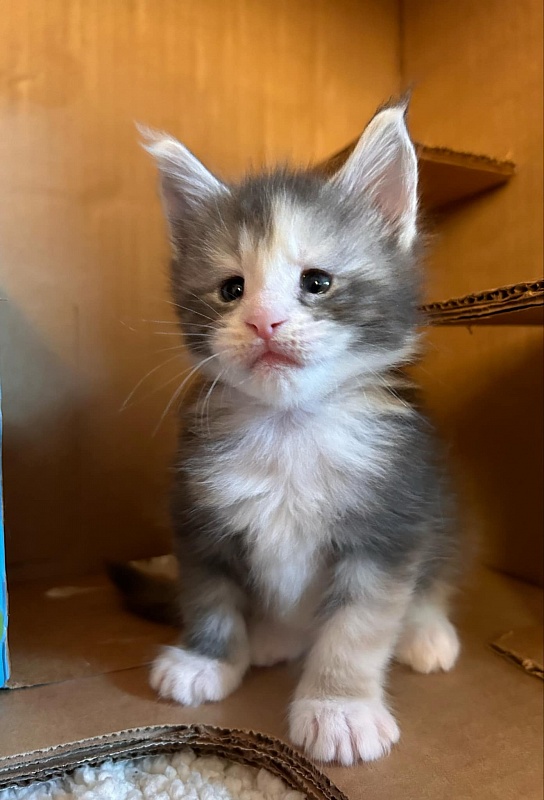 Quinn Monterini - Kitten maine-coon 4 weeks