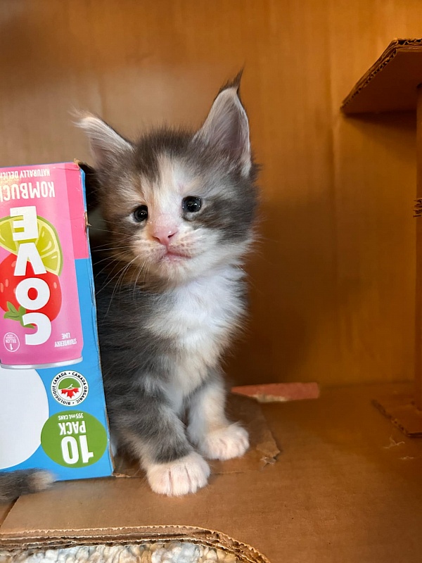 Quinn Monterini - Kitten maine-coon 4 weeks