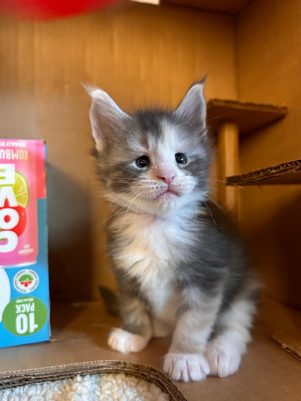 Quinn Monterini - Kitten maine-coon 4 weeks
