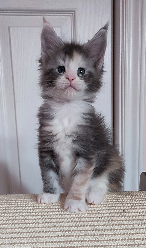 Quinn Monterini - Kitten maine-coon 1 month 0.5 weeks