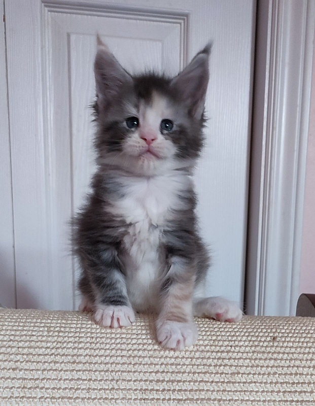 Quinn Monterini - Kitten maine-coon 1 month 0.5 weeks