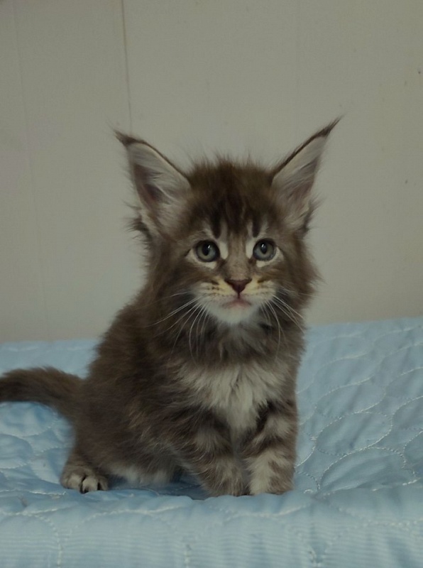 Sangria Monterini - Kitten maine-coon 1 month