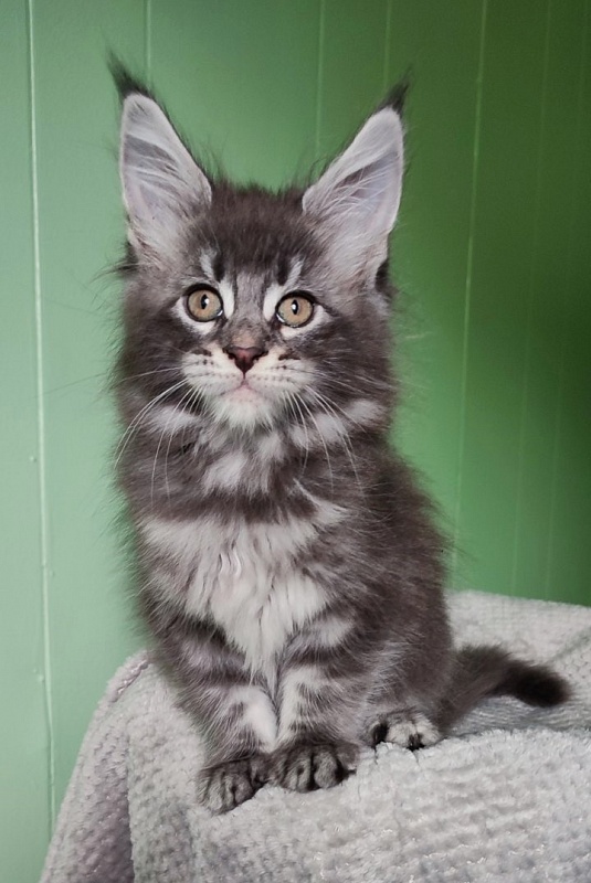 Sangria Monterini - Kitten maine-coon 1 month 3 weeks