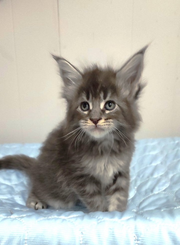 Sangria Monterini - Kitten maine-coon 1 month