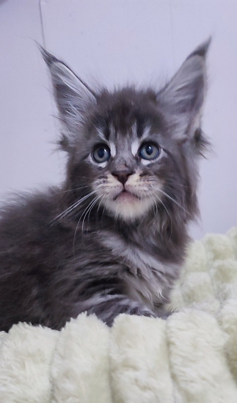 Sangria Monterini - Kitten maine-coon 1 month 0.5 weeks