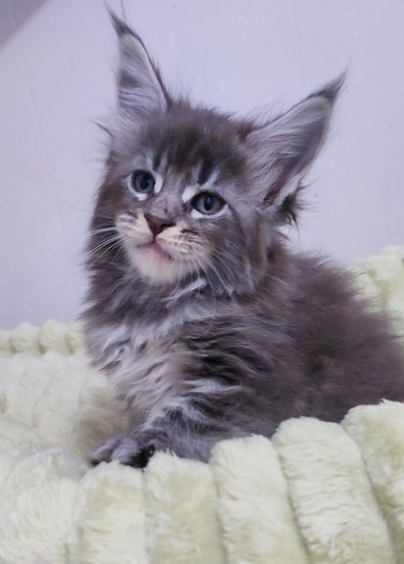 Sangria Monterini - Kitten maine-coon 1 month 0.5 weeks