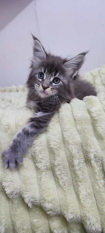 Sangria Monterini - Kitten maine-coon 1 month 0.5 weeks