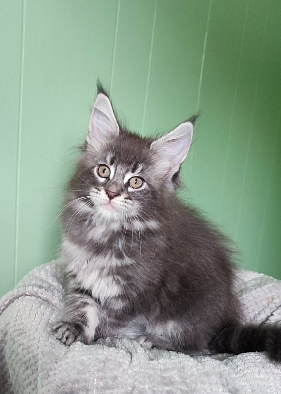 Sangria Monterini - Kitten maine-coon 1 month 3 weeks
