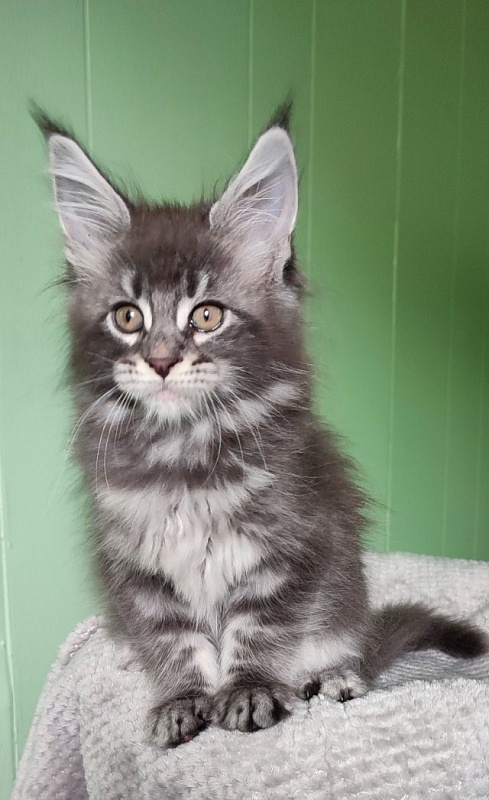 Sangria Monterini - Kitten maine-coon 1 month 3 weeks