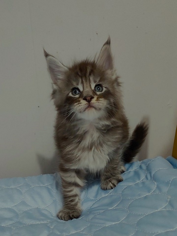 Sapphir  Monterini - Кошеня мейн-кун 1 місяць