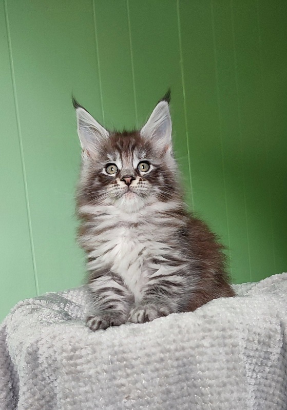 Sapphir  Monterini - Кошеня мейн-кун 1 місяць 3 тижні