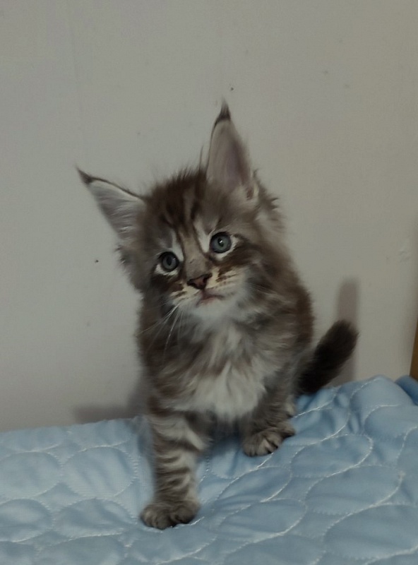 Sapphir  Monterini - Кошеня мейн-кун 1 місяць