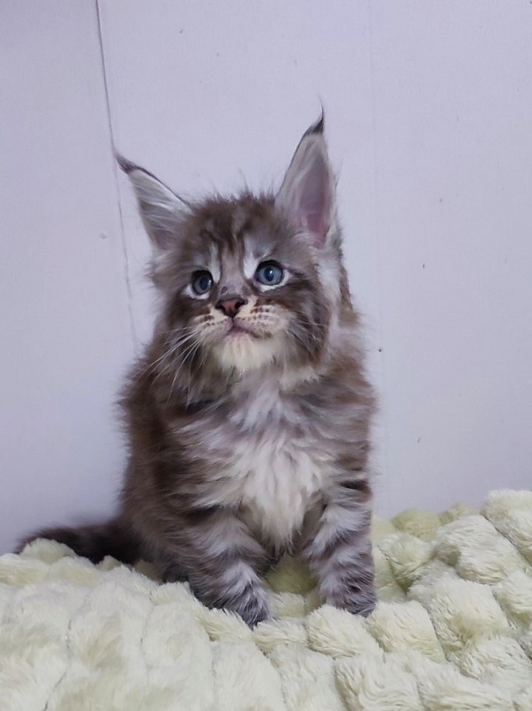 Sapphir  Monterini - Кошеня мейн-кун 1 місяць 0,5 тижнів