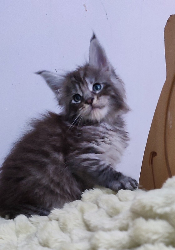 Sapphir  Monterini - Кошеня мейн-кун 1 місяць 0,5 тижнів