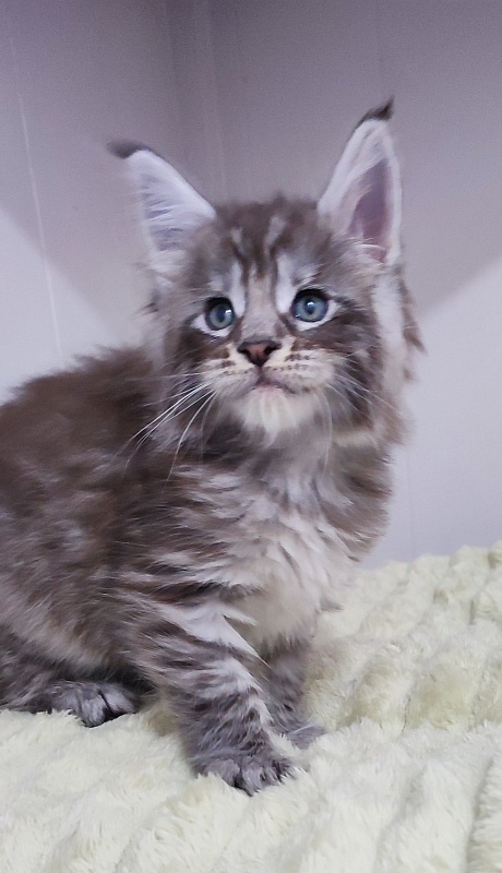 Sapphir  Monterini - Кошеня мейн-кун 1 місяць 0,5 тижнів