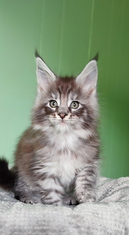 Sapphir  Monterini - Кошеня мейн-кун 1 місяць 3 тижні