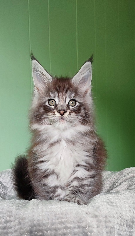 Sapphir  Monterini - Кошеня мейн-кун 1 місяць 3 тижні