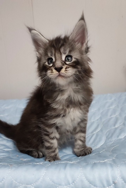 Sassy but classy  Monterini - Кошеня мейн-кун 1 місяць