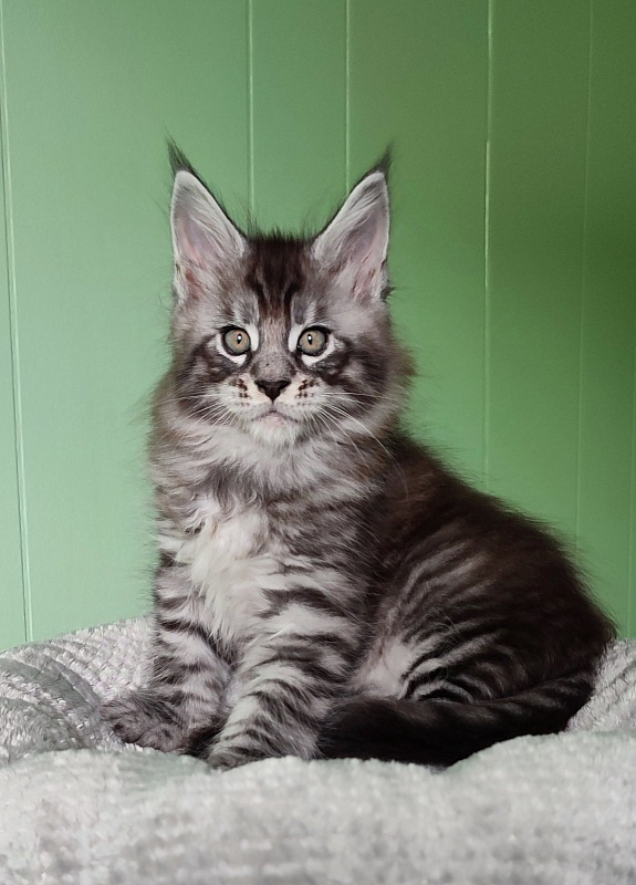 Sassy but classy  Monterini - Кошеня мейн-кун 1 місяць 3 тижні